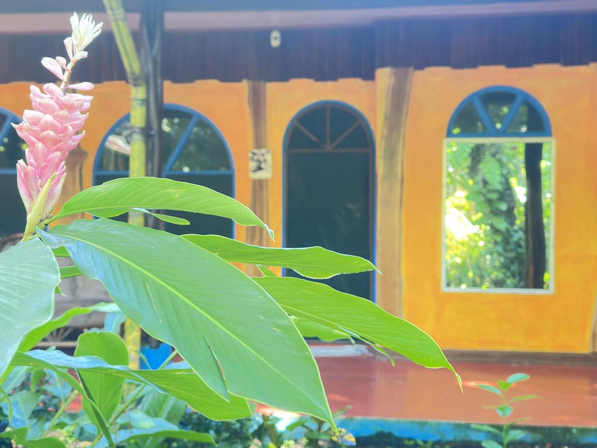 La Palapa Hut Nature Hostel Puerto Jiménez Exteriér fotografie